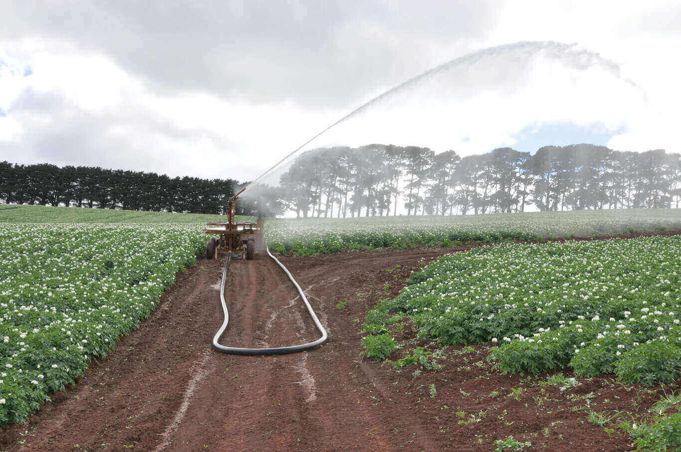 industrial agriculture hoses irrigating plants in australia
